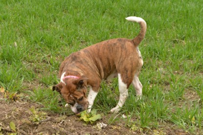 Continental Bulldogs Seeblickbulls Bilderalbum - Charlotte, Frauke, Liesbeth und Mortimer