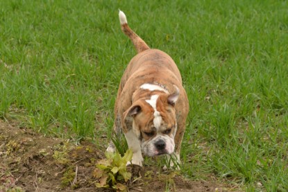 Continental Bulldogs Seeblickbulls Bilderalbum - Charlotte, Frauke, Liesbeth und Mortimer