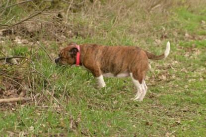 Continental Bulldogs Seeblickbulls Bilderalbum - Charlotte, Frauke, Liesbeth und Mortimer