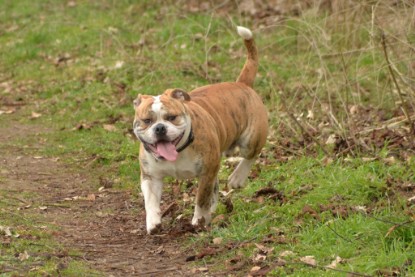 Continental Bulldogs Seeblickbulls Bilderalbum - Charlotte, Frauke, Liesbeth und Mortimer