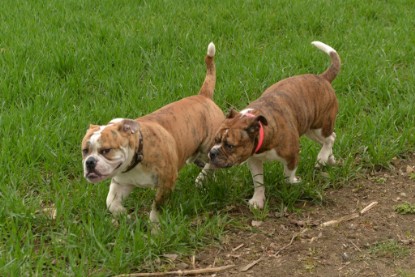 Continental Bulldogs Seeblickbulls Bilderalbum - Charlotte, Frauke, Liesbeth und Mortimer