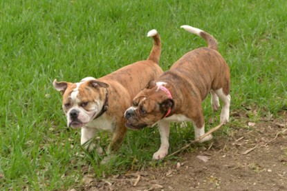 Continental Bulldogs Seeblickbulls Bilderalbum - Charlotte, Frauke, Liesbeth und Mortimer