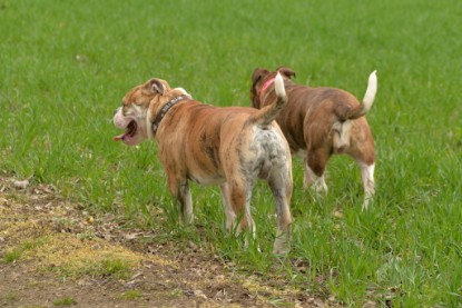 Continental Bulldogs Seeblickbulls Bilderalbum - Charlotte, Frauke, Liesbeth und Mortimer