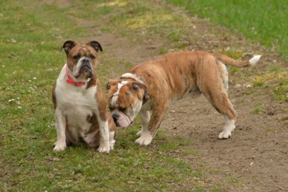 Continental Bulldogs Seeblickbulls Bilderalbum - Charlotte, Frauke, Liesbeth und Mortimer