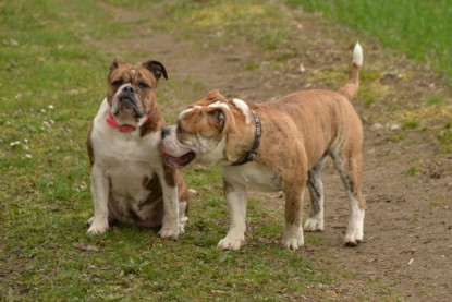 Continental Bulldogs Seeblickbulls Bilderalbum - Charlotte, Frauke, Liesbeth und Mortimer