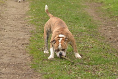 Continental Bulldogs Seeblickbulls Bilderalbum - Charlotte, Frauke, Liesbeth und Mortimer