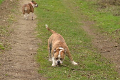 Continental Bulldogs Seeblickbulls Bilderalbum - Charlotte, Frauke, Liesbeth und Mortimer