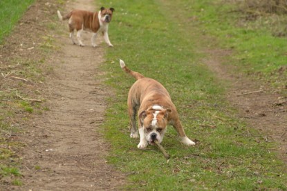 Continental Bulldogs Seeblickbulls Bilderalbum - Charlotte, Frauke, Liesbeth und Mortimer