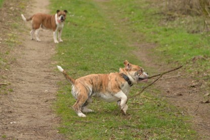 Continental Bulldogs Seeblickbulls Bilderalbum - Charlotte, Frauke, Liesbeth und Mortimer