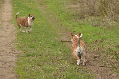 Continental Bulldogs Seeblickbulls Bilderalbum - Charlotte, Frauke, Liesbeth und Mortimer