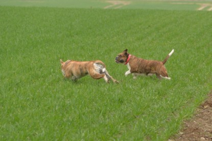 Continental Bulldogs Seeblickbulls Bilderalbum - Charlotte, Frauke, Liesbeth und Mortimer