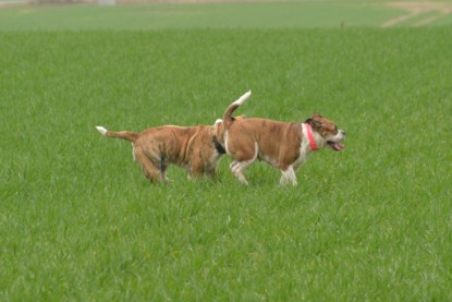 Continental Bulldogs Seeblickbulls Bilderalbum - Charlotte, Frauke, Liesbeth und Mortimer