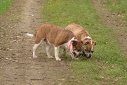 Continental Bulldogs Seeblickbulls Bilderalbum - Charlotte, Frauke, Liesbeth und Mortimer