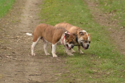 Continental Bulldogs Seeblickbulls Bilderalbum - Charlotte, Frauke, Liesbeth und Mortimer