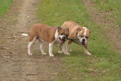 Continental Bulldogs Seeblickbulls Bilderalbum - Charlotte, Frauke, Liesbeth und Mortimer