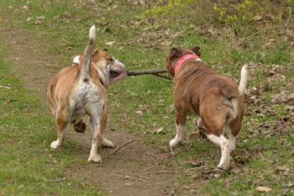 Continental Bulldogs Seeblickbulls Bilderalbum - Charlotte, Frauke, Liesbeth und Mortimer