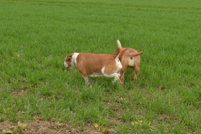 Continental Bulldogs Seeblickbulls Bilderalbum - Charlotte, Frauke, Liesbeth und Mortimer