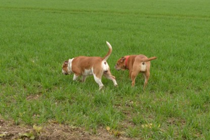 Continental Bulldogs Seeblickbulls Bilderalbum - Charlotte, Frauke, Liesbeth und Mortimer