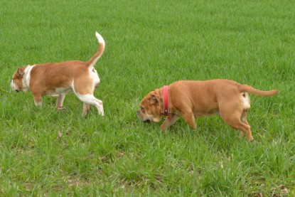 Continental Bulldogs Seeblickbulls Bilderalbum - Charlotte, Frauke, Liesbeth und Mortimer