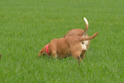 Continental Bulldogs Seeblickbulls Bilderalbum - Charlotte, Frauke, Liesbeth und Mortimer