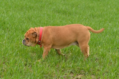 Continental Bulldogs Seeblickbulls Bilderalbum - Charlotte, Frauke, Liesbeth und Mortimer