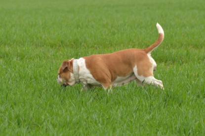 Continental Bulldogs Seeblickbulls Bilderalbum - Charlotte, Frauke, Liesbeth und Mortimer