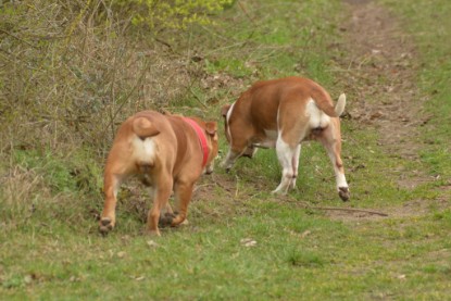 Continental Bulldogs Seeblickbulls Bilderalbum - Charlotte, Frauke, Liesbeth und Mortimer