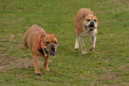 Continental Bulldogs Seeblickbulls Bilderalbum - Charlotte, Frauke, Liesbeth und Mortimer