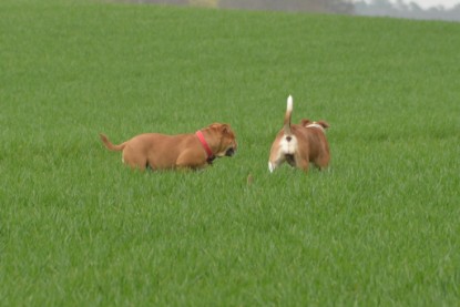 Continental Bulldogs Seeblickbulls Bilderalbum - Charlotte, Frauke, Liesbeth und Mortimer