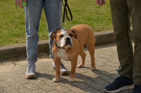 Continental Bulldogs Seeblickbulls Bilderalbum - Conti-Treff April 2019