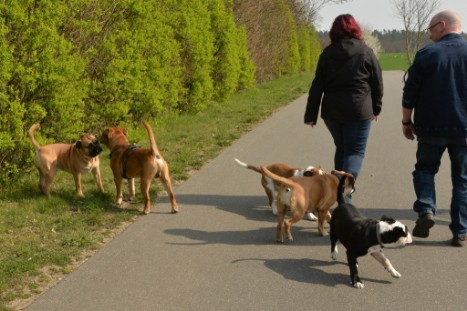 Continental Bulldogs Seeblickbulls Bilderalbum - Conti-Treff April 2019