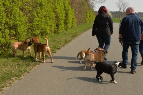 Continental Bulldogs Seeblickbulls Bilderalbum - Conti-Treff April 2019