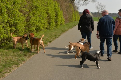 Continental Bulldogs Seeblickbulls Bilderalbum - Conti-Treff April 2019