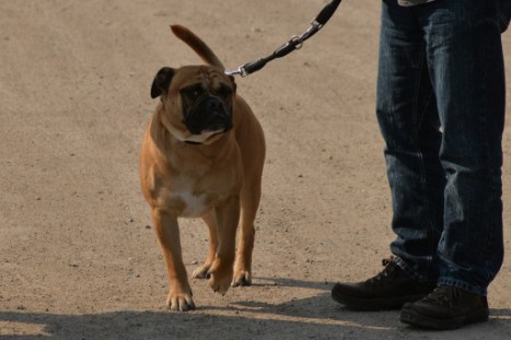 Continental Bulldogs Seeblickbulls Bilderalbum - Conti-Treff April 2019