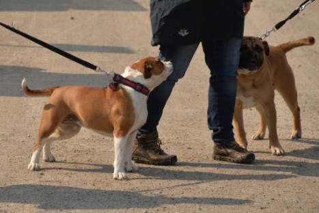 Continental Bulldogs Seeblickbulls Bilderalbum - Conti-Treff April 2019