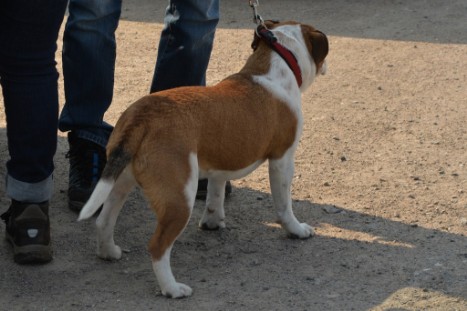 Continental Bulldogs Seeblickbulls Bilderalbum - Conti-Treff April 2019