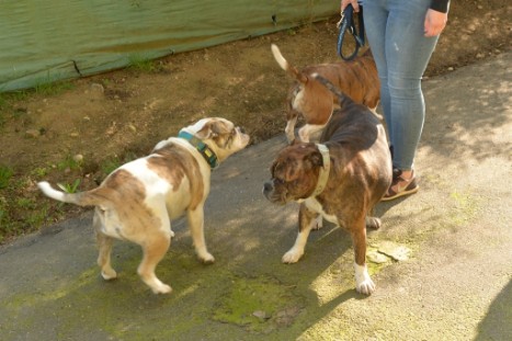 Continental Bulldogs Seeblickbulls Bilderalbum - Conti-Treff April 2019