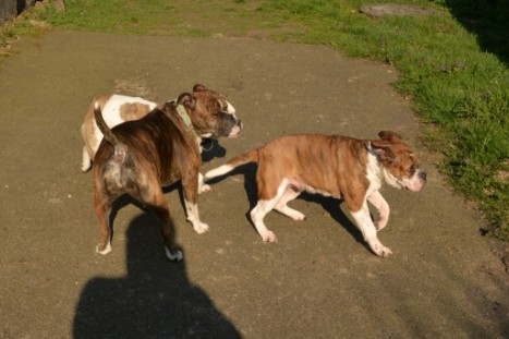 Continental Bulldogs Seeblickbulls Bilderalbum - Conti-Treff April 2019