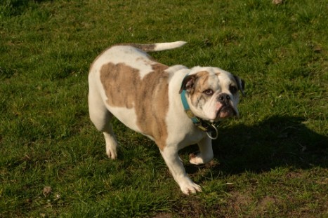 Continental Bulldogs Seeblickbulls Bilderalbum - Conti-Treff April 2019