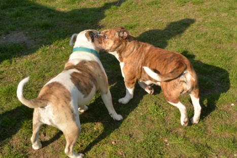 Continental Bulldogs Seeblickbulls Bilderalbum - Conti-Treff April 2019