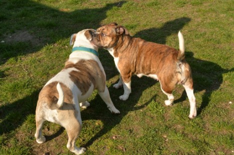 Continental Bulldogs Seeblickbulls Bilderalbum - Conti-Treff April 2019