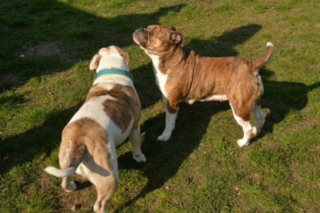 Continental Bulldogs Seeblickbulls Bilderalbum - Conti-Treff April 2019