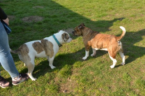 Continental Bulldogs Seeblickbulls Bilderalbum - Conti-Treff April 2019