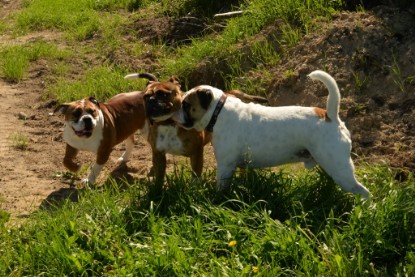 Continental Bulldogs Seeblickbulls Bilderalbum - Gina Abby zu Besuch