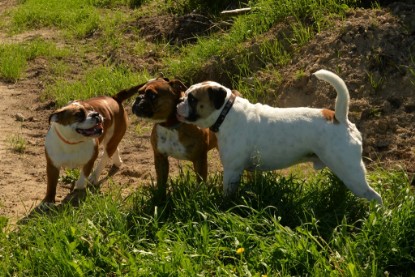 Continental Bulldogs Seeblickbulls Bilderalbum - Gina Abby zu Besuch