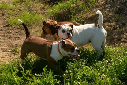 Continental Bulldogs Seeblickbulls Bilderalbum - Gina Abby zu Besuch