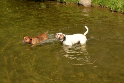 Continental Bulldogs Seeblickbulls Bilderalbum - Gina Abby zu Besuch