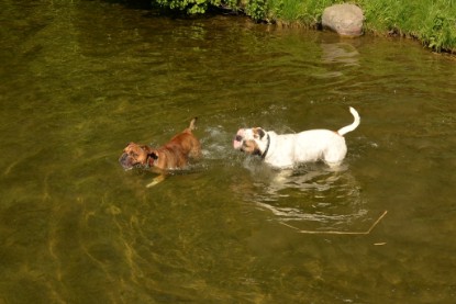 Continental Bulldogs Seeblickbulls Bilderalbum - Gina Abby zu Besuch