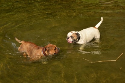 Continental Bulldogs Seeblickbulls Bilderalbum - Gina Abby zu Besuch