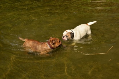 Continental Bulldogs Seeblickbulls Bilderalbum - Gina Abby zu Besuch